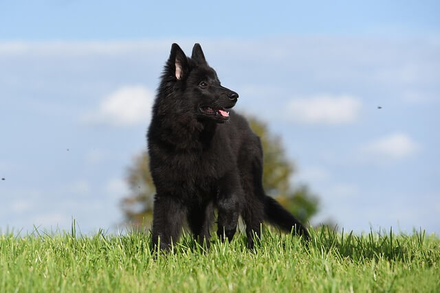 Chó Belgian Shepherd Dog Groenendael