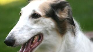 Đặc điểm và cách nuôi Chó Borzoi