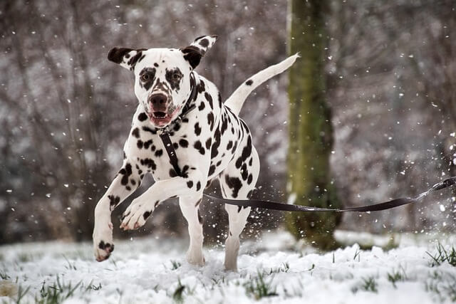 Chó Dalmatian