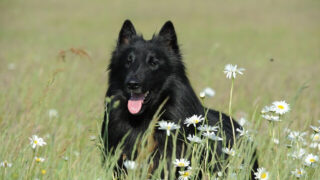 Đặc điểm và cách nuôi Chó Belgian Shepherd Dog Groenendael