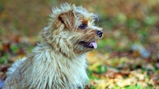 Đặc điểm và cách nuôi Chó Norfolk Terrier