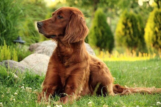 Chó Irish Setter 