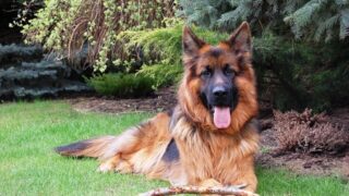 Đặc điểm và cách nuôi Chó German Shepherd Dog