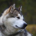 Chó Alaskan Malamute