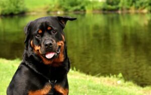 Chó Rottweiler
