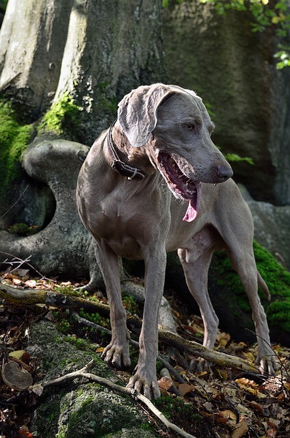 Chó Weimaraner