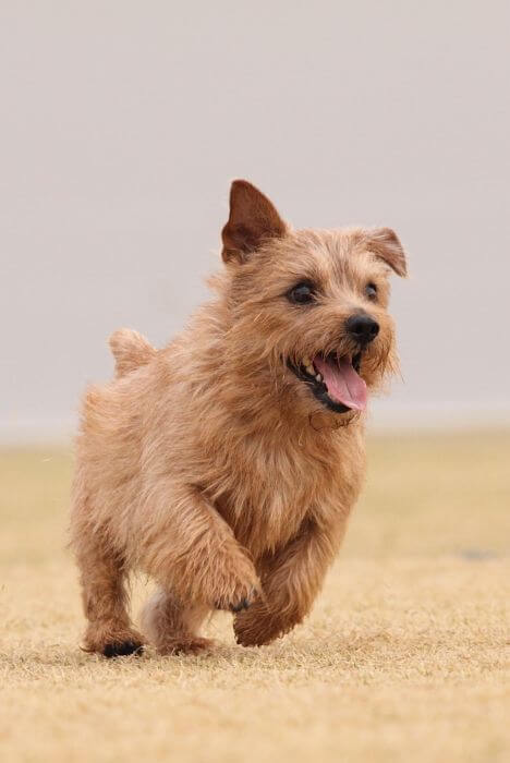 Chó Norfolk Terrier 
