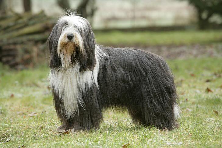 Chó Bearded Collie