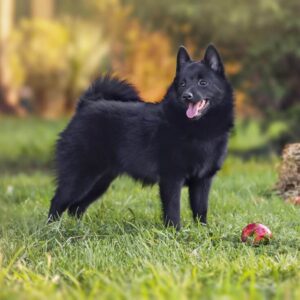 Chó Schipperke