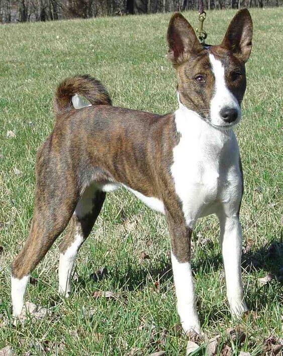 Chó Basenji