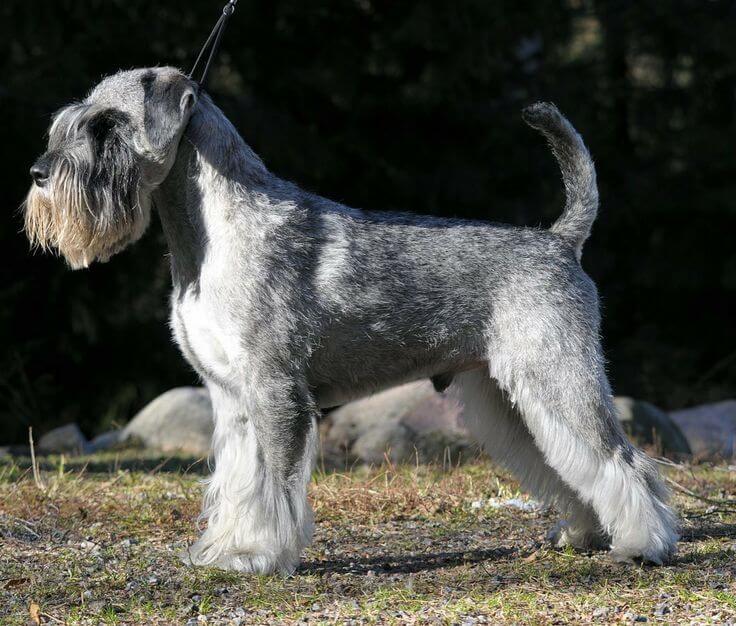 Chó Standard Schnauzer