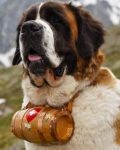 Chó St. Bernard