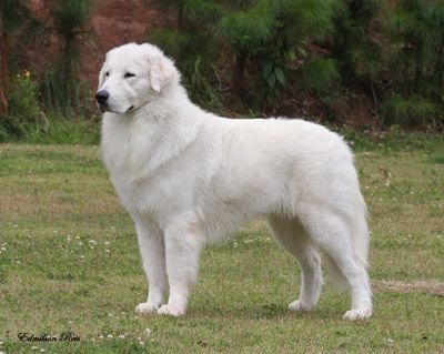 Chó Kuvasz