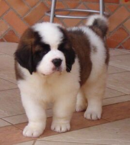 Chó St. Bernard