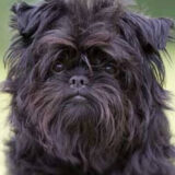 Chó affenpinscher