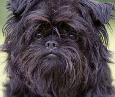 Chó affenpinscher