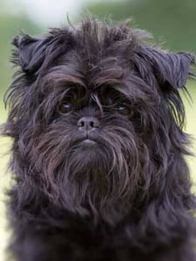 Chó affenpinscher