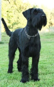 Chó Giant Schnauzer