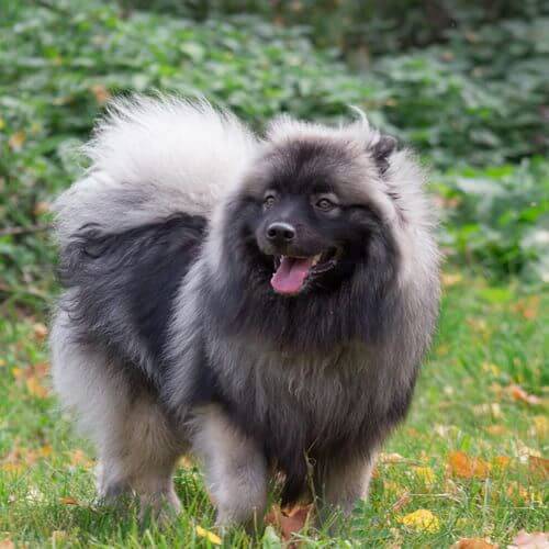 Chó Keeshond