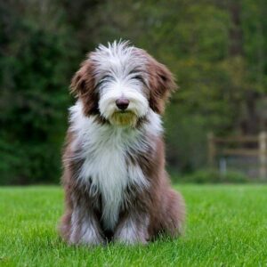 Chó Bearded Collie