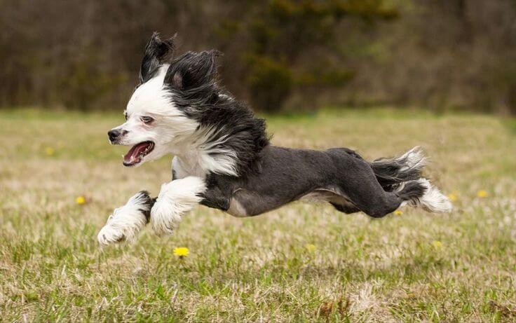 Chó Chinese Crested Dog