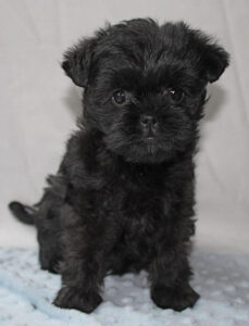 Chó affenpinscher
