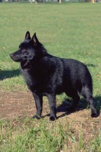 Chó Schipperke