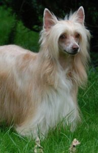 Chó Chinese Crested Dog