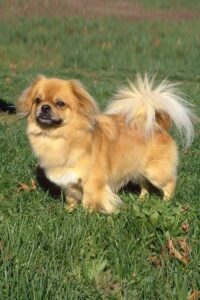 Chó Tibetan Spaniel