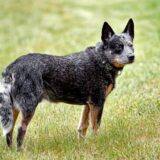 Chó Australian Cattle Dog