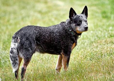 Đặc điểm và cách nuôi Chó Australian Cattle Dog