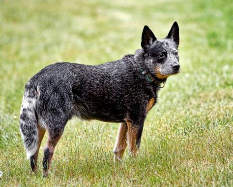 Chó Australian Cattle Dog