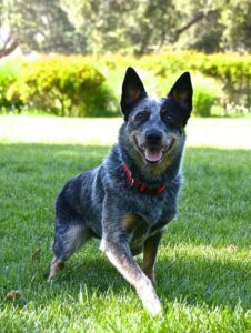Chó Australian Cattle Dog