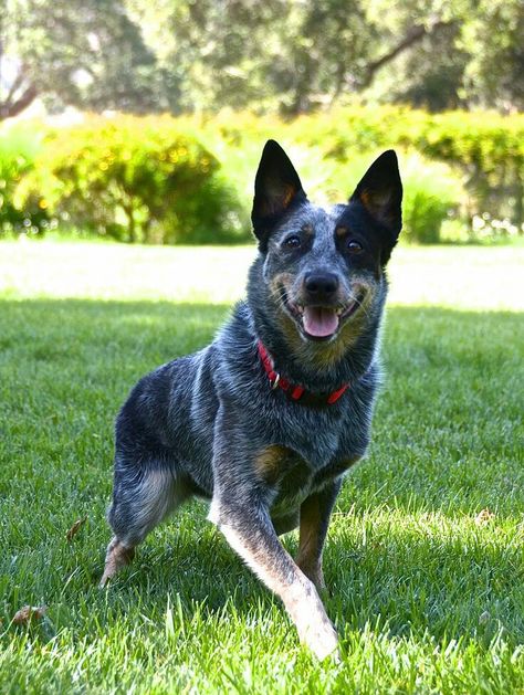 Chó Australian Cattle Dog