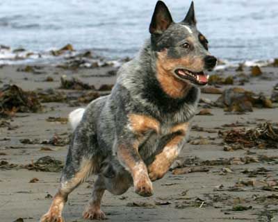 Chó Australian Cattle Dog