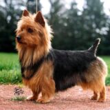Chó Australian Terrier