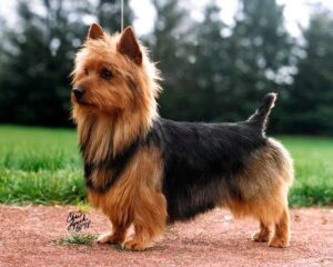 Chó Australian Terrier