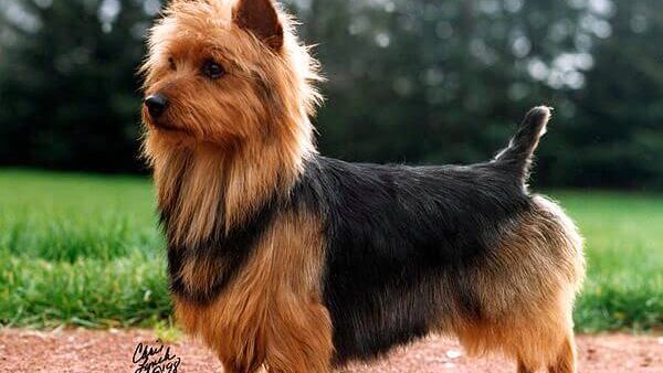 Đặc điểm và cách nuôi Chó Australian Terrier