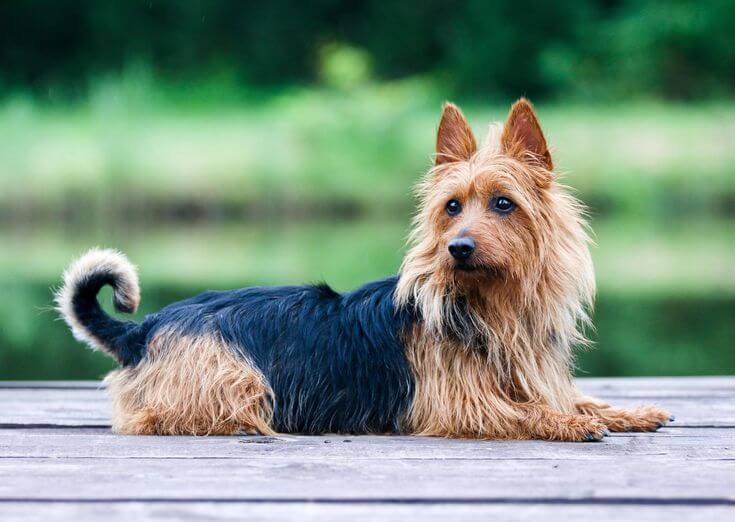 Chó Australian Terrier
