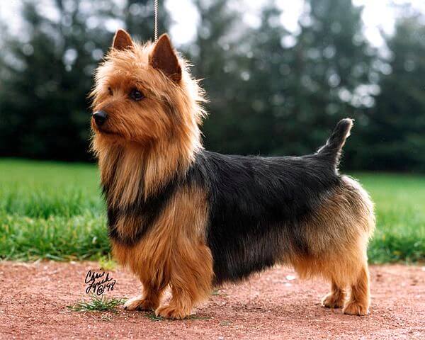 Chó Australian Terrier