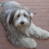 Chó Bearded Collie