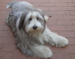 Chó Bearded Collie
