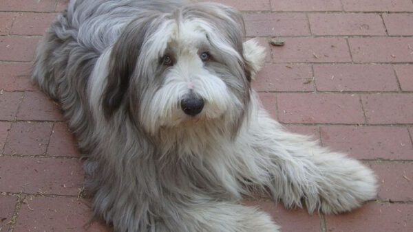 Chó Bearded Collie