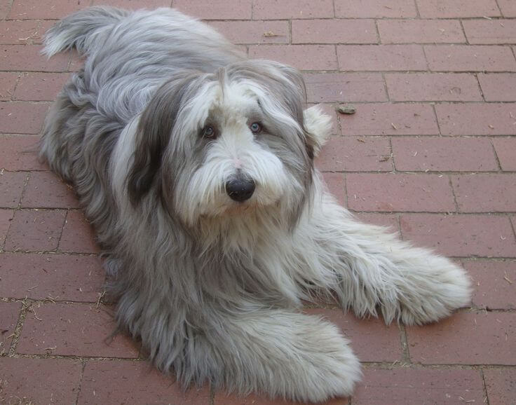 Chó Bearded Collie