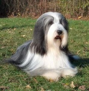 Chó Bearded Collie