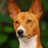 Chó Basenji