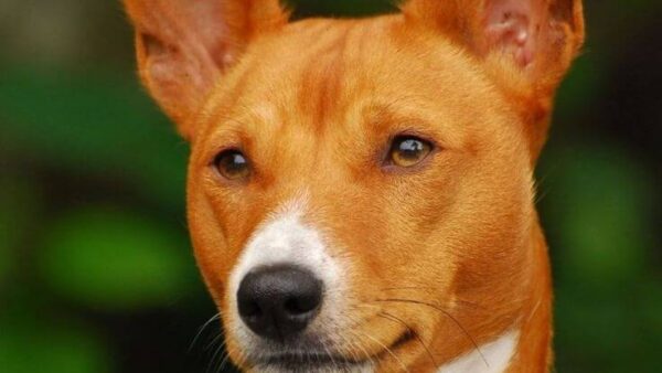 Chó Basenji