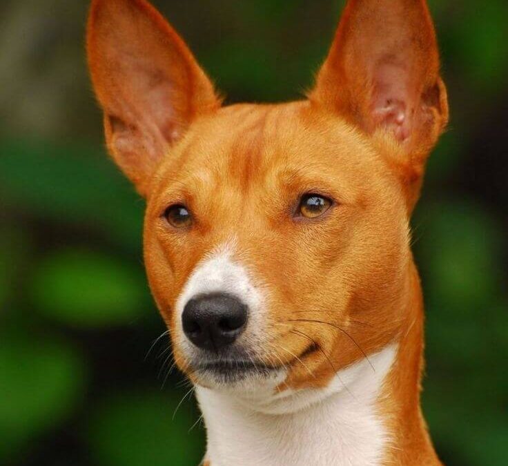 Chó Basenji
