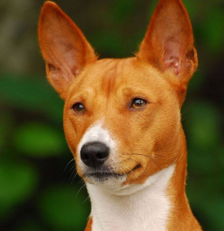 Chó Basenji