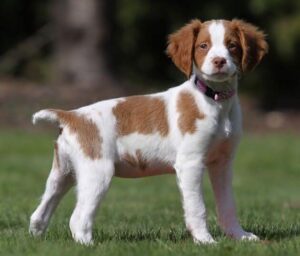 Chó Spaniel Brittany